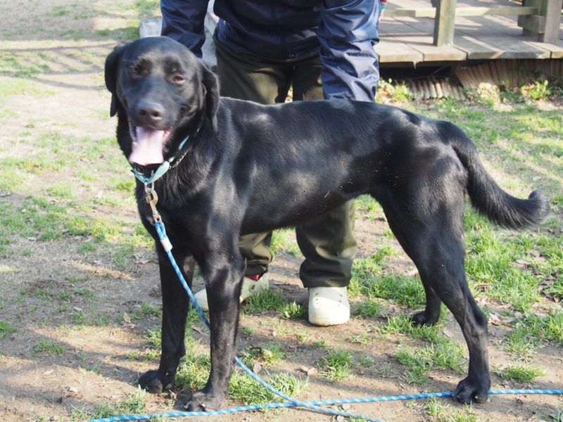 ジャーマンポインターミッ 福岡県 犬の里親募集 ペットのおうち 月間利用者150万人