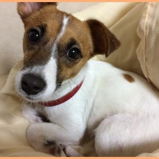おび♀ちゃん