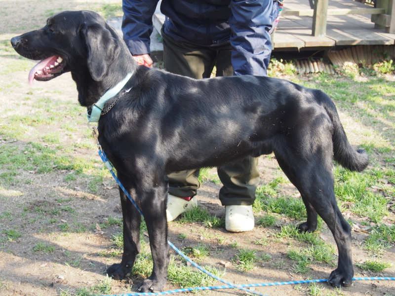 ジャーマンポインターミッ 福岡県 犬の里親募集 ペットのおうち 月間利用者150万人