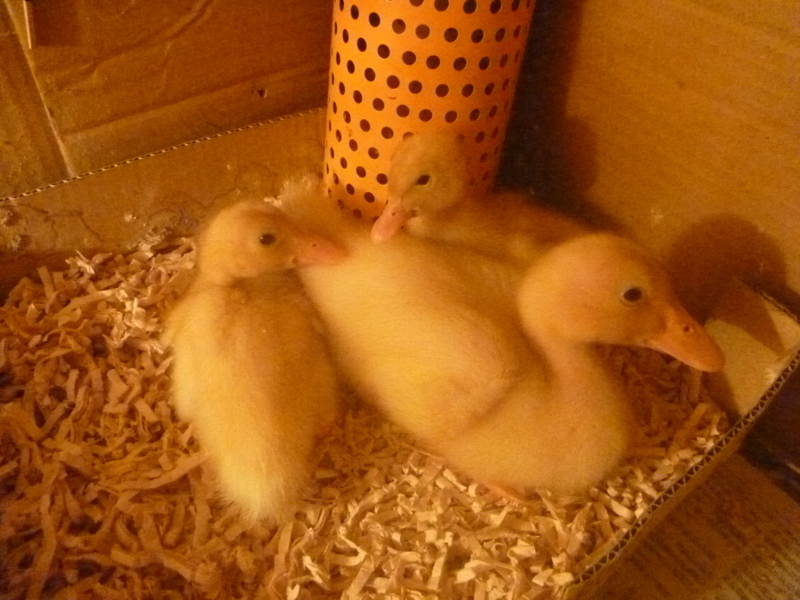 アヒルの雛 発育中の卵 大阪府 鳥の里親募集 ペットのおうち 月間利用者150万人