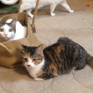 美人さん三毛猫みーこちゃんの里親募集中！
