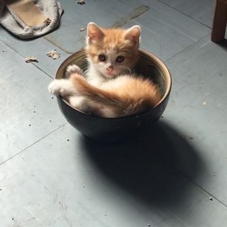 生後2カ月〜4カ月の子猫たちです。