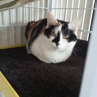 正しい三毛猫