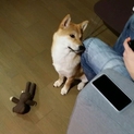 【里親募集一時停止】賢く性格の良い柴犬の男の子
