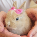 うさぎの赤ちゃん