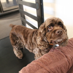 ペットのおうちにコミュニティーができましたー！