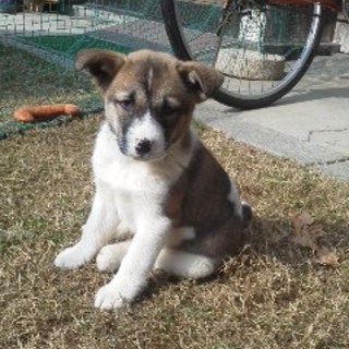 人懐っこい男の子です