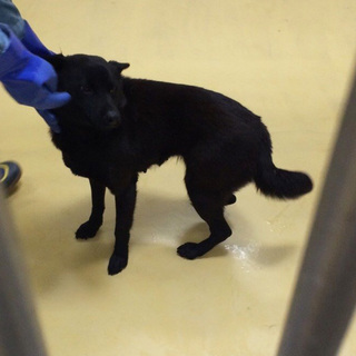 ＊親子で収容＊殺処分場で娘とじゃれあってる母