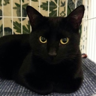 人も猫も大好き、美しく甘えん坊な黒猫リカちゃん