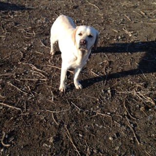 ラブラドールレトリバー　メス　2才　良血統　ヒマ