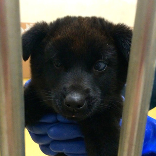 ＊親子で収容＊殺処分場で母とじゃれあう子犬