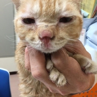 茶トラのムーン君里親募集