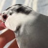 桜文鳥の里親募集 サムネイル2