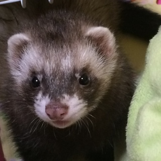 2014年8月生♀パスバレーフェレット