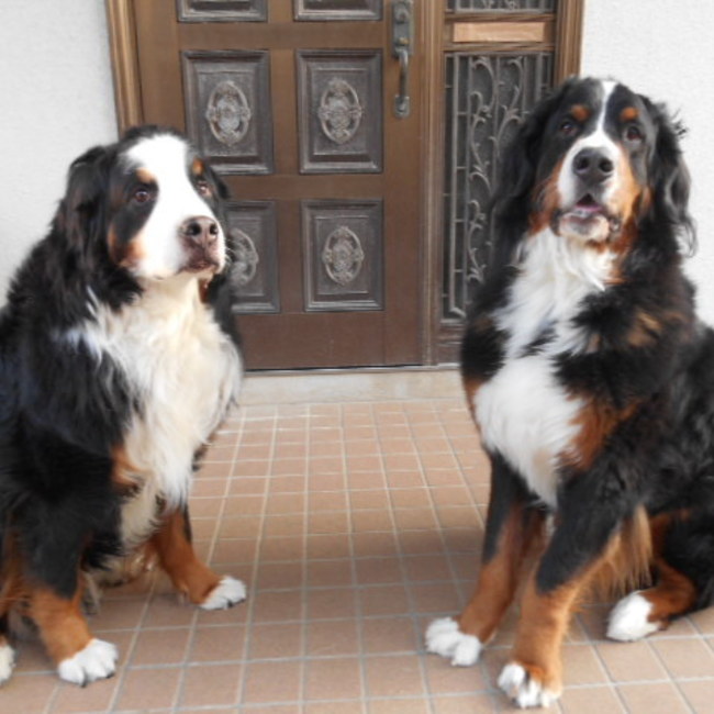 新＆力＆福mamaのカバー写真