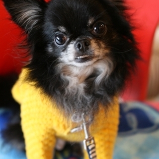 ロングコート　チワワのビンゴくん里親募集