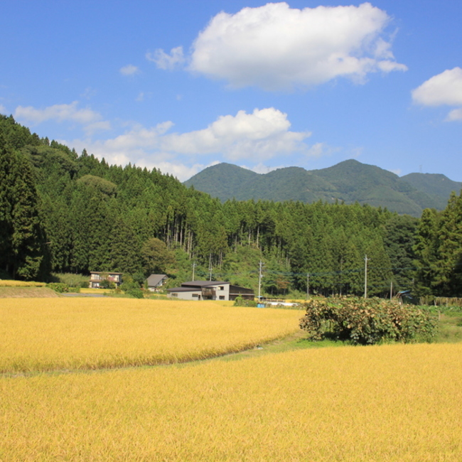 cat taxiのカバー写真