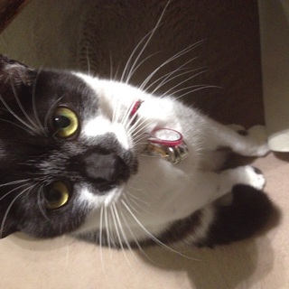 甘えん坊で抱っこ大好きな男の子、あじ丸  4才です