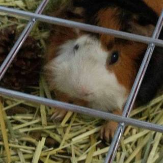 人懐こい元気なアビシニアンモルモットです！