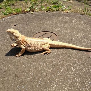 フトアゴヒゲトカゲ