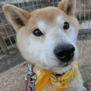 あまえんぼうの柴の女の子「ムーコ」です。