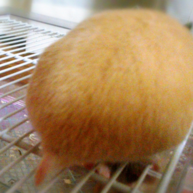 マッキー・カピパラのカバー写真