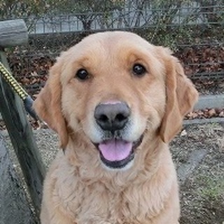 決定(*^_^*)！懐っこいゴールデン★20キロ