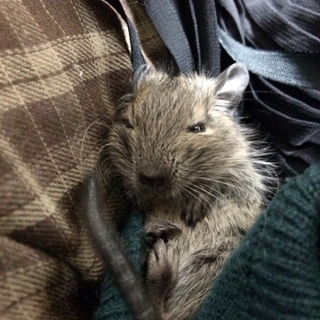 【交渉中】子デグーマウスと設備一式の里親様募集しています