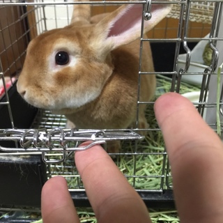 1歳8ヶ月　ミニレッキスの里親を募集してます。