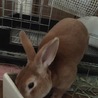 1歳8ヶ月　ミニレッキスの里親を募集してます。 サムネイル3
