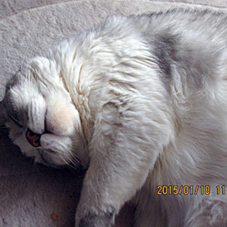 飼い主さん闘病入院につき1匹で暮らす15歳オス