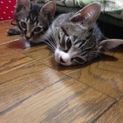 可愛い子猫の兄弟【キジ白・キジの男の子/生後3ヶ月】