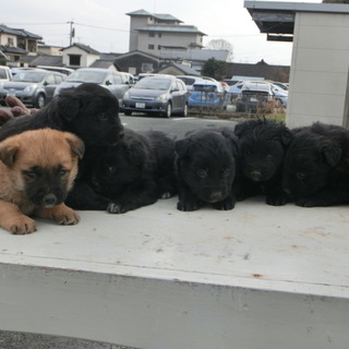 急募！！父は黒ラブ、母は雑種迷子犬？の子犬たちです！！