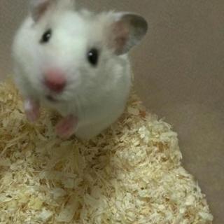 ゴールデンハムスターの里親さん募集!