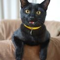 生後8ヶ月オスのくっくちゃん