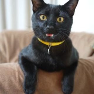 生後8ヶ月オスのくっくちゃん