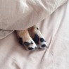 人間大好きな甘えん坊。ぽちゃ豆柴ジャコ♀１歳！ サムネイル6