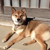 人間大好きな甘えん坊。ぽちゃ豆柴ジャコ♀１歳！ サムネイル7