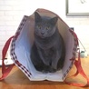 petit hiroko