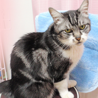 甘えたアメショーmixのハルくん♪5才