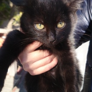 手の皮膚がはがれていて保護された子猫