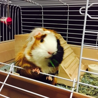 モルモットの里親になってくださる方募集