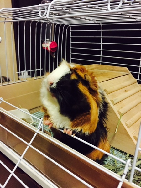 モルモットの里親になってくださる方募集 サムネイル2