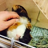 モルモットの里親になってくださる方募集 サムネイル3