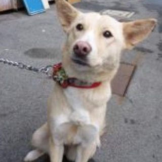 少しシャイな女の子