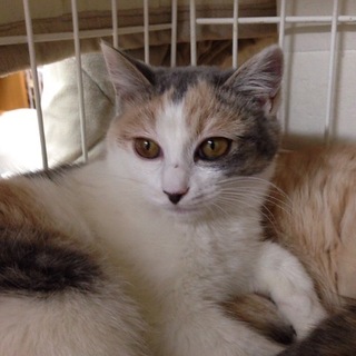 4ヶ月ﾊﾟｽﾃﾙ三毛猫　ｴﾘｻﾞﾍﾞｽちゃん