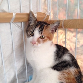 3.5ヶ月可愛い三毛猫のミクちゃん