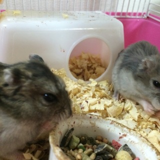 ジャンガリアンハムスター２匹