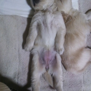 ゴールデン子犬＊女の子＊