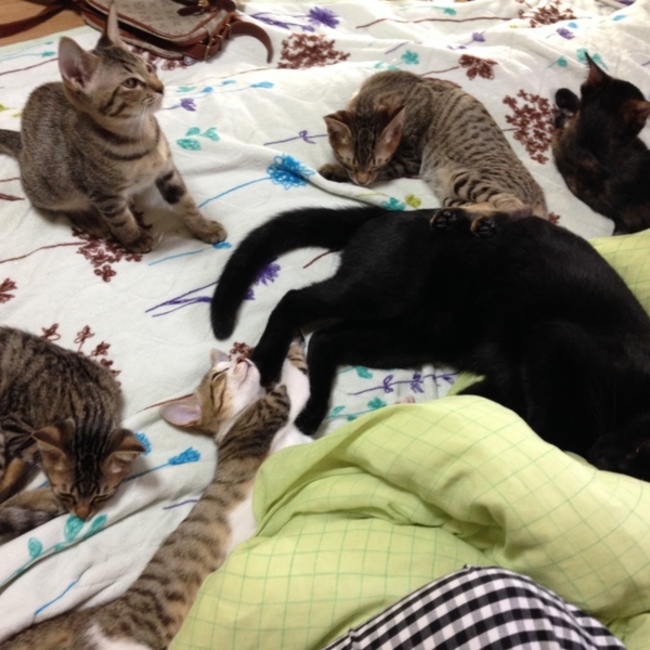 田中のカバー写真